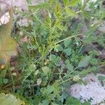 Medicago laciniata Συνήθη χαρακτηριστικά