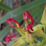 Pitcairnia spicata Flower