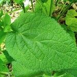 Stachys alpina Leaf