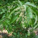 Oxydendrum arboreumList