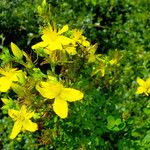 Hypericum perforatum Цветок