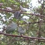 Cotoneaster pannosus Feuille