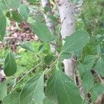 Ehretia amoena Hoja