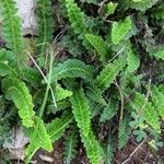 Asplenium ceterach Leaf