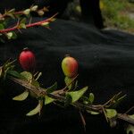 Berberis everestiana Habit