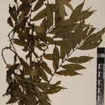 Eurya cerasifolia 其他