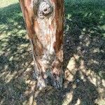 Calocedrus decurrens Koor