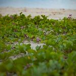 Ipomoea pes-caprae Habitat