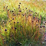 Juncus ensifolius 整株植物