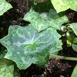 Podophyllum cv. 'Kaleidoscope' Hostoa