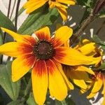 Rudbeckia hirtaKwiat