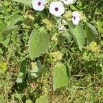 Astripomoea lachnosperma Leaf