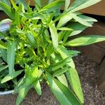 Coreopsis grandiflora 葉