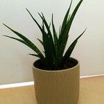 Dracaena stuckyi Blatt