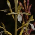 Corallorhiza mertensiana Květ