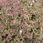 Mesembryanthemum crystallinum Habit