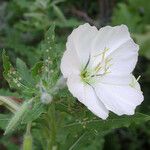 Oenothera neomexicana Kvet