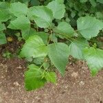 Betula pubescens Φύλλο