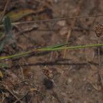 Dianthus lusitanus Leaf