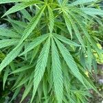 Cannabis sativa Blatt