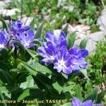 Buglossoides gastonii Λουλούδι