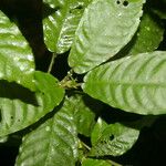 Psychotria jimenezii Лист