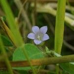 Wahlenbergia hederacea Flor