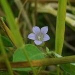 Wahlenbergia hederacea Flower