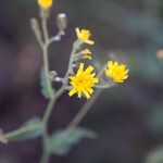 Hieracium picroides 花