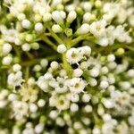 Viburnum odoratissimum Blüte