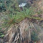 Yucca flaccida Folha