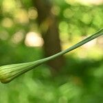 Allium oleraceum Blüte