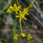 Haplophyllum tuberculatum Blomst