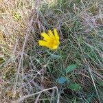 Hieracium sabaudumFlower