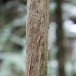 Bertiera borbonica Casca