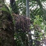 Euterpe edulis Fruit