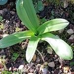 Prospero obtusifolium Leaf