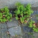 Polycarpon tetraphyllum Habit