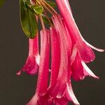 Rhododendron praetervisum Flower