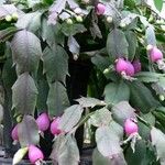 Schlumbergera truncata Плод