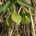 Helleborus viridis 其他