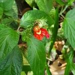 Salvia oxyphora Flor