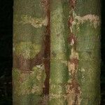 Vouacapoua americana Bark