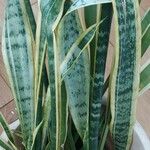 Dracaena trifasciata Лист