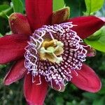 Passiflora quadrangularis Floare