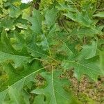 Quercus shumardii পাতা