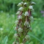 Orchis anthropophora Blüte