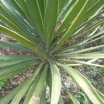 Yucca schidigera Frunză