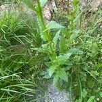 Verbascum blattaria Листок