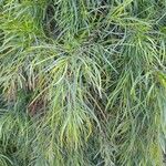 Acacia cognata Fuelha